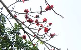 Ngắm hoa gạo nở rực góc trời